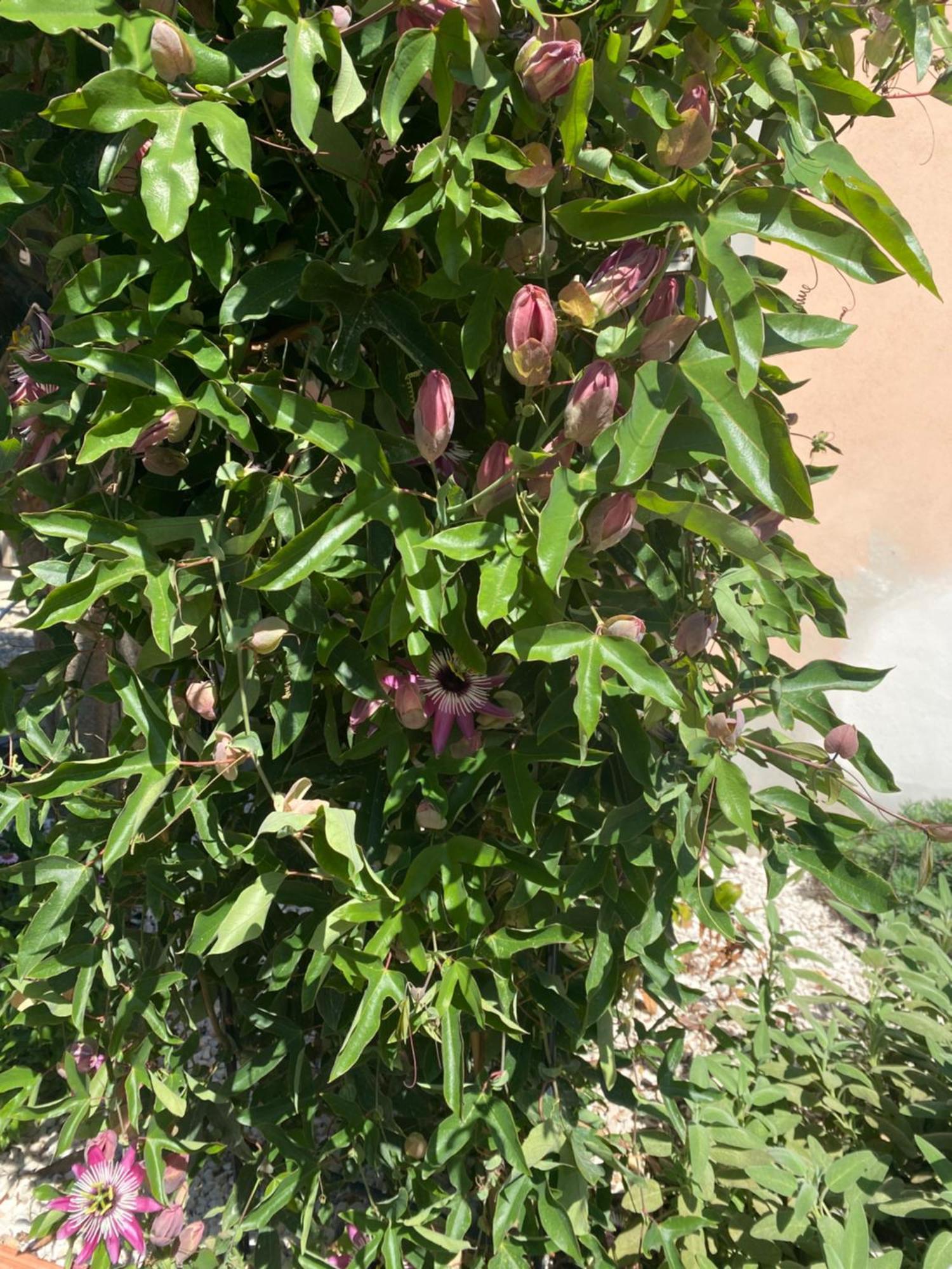 Tesori Del Sinis Villa Cabras Luaran gambar