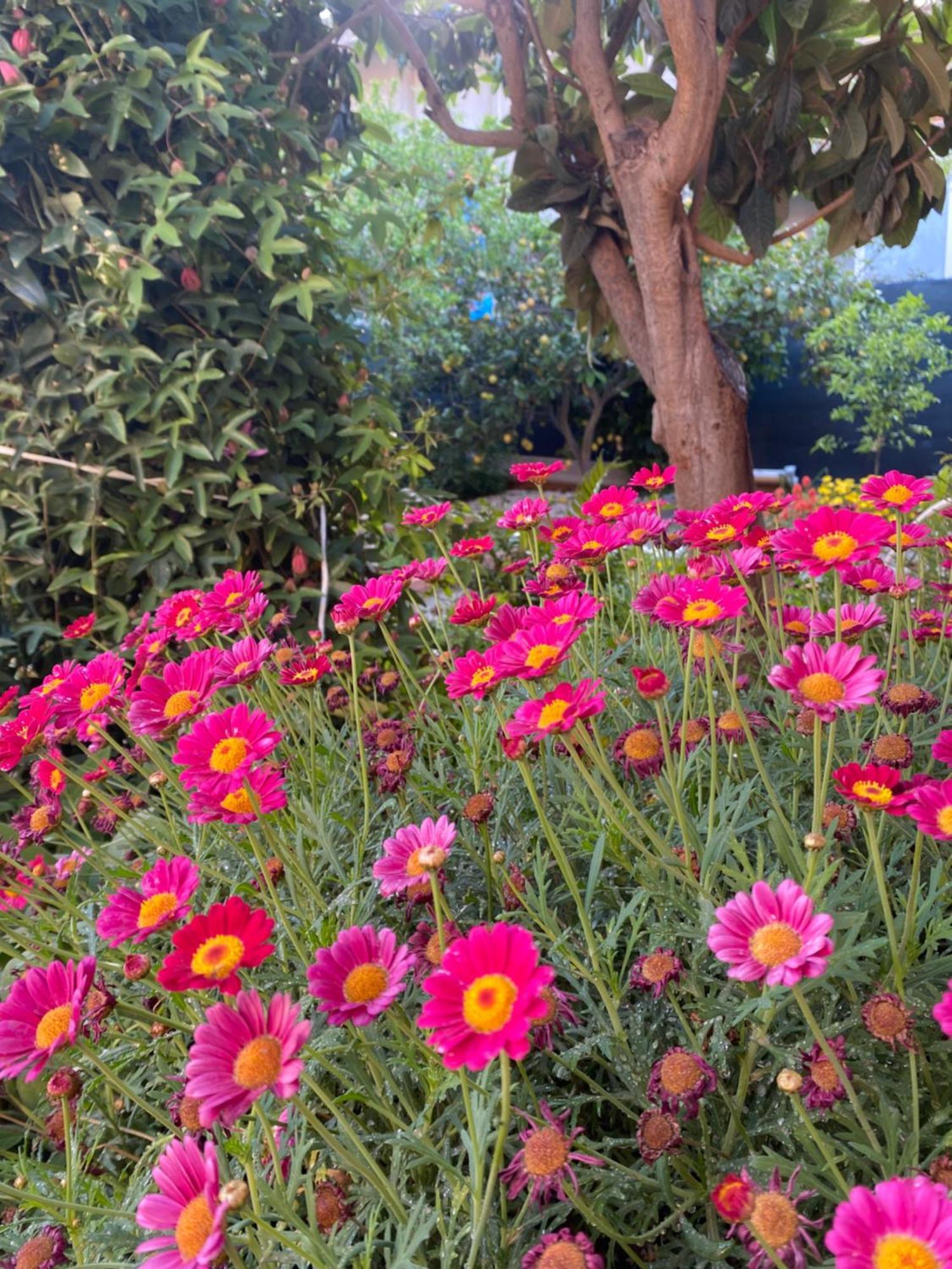 Tesori Del Sinis Villa Cabras Luaran gambar